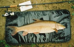 Loddon P.B. 11.08, August 2003. One of my favourite barbel photos, as the fish looks in superb condition and beautifully proportioned